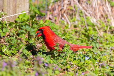 Kuzey Kardinali (Cardinalis Cardinalis) bahçede, Kuzey Carolina 'dan doğal bir fotoğraf