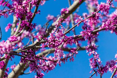 Çiçek açan Yehuda ağacı (Cercis silikastrum), ilkbaharda güzel pembe çiçekleri ile tanınır. Kuzey Carolina 'da bahar