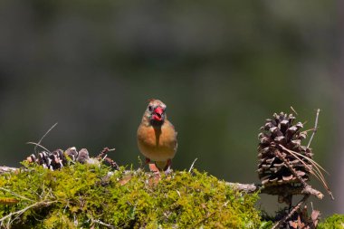 Kuzey Kardinali (Cardinalis Cardinalis) bahçede, Kuzey Carolina 'dan doğal bir fotoğraf