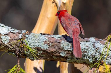 Kuzey Kardinali (Cardinalis Cardinalis) bahçede, Kuzey Carolina 'dan doğal bir fotoğraf