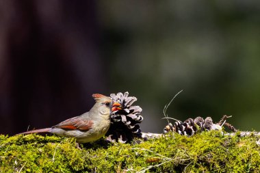 Kuzey Kardinali (Cardinalis Cardinalis) bahçede, Kuzey Carolina 'dan doğal bir fotoğraf