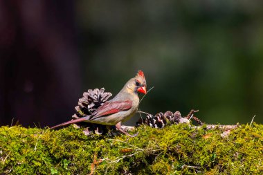 Kuzey Kardinali (Cardinalis Cardinalis) bahçede, Kuzey Carolina 'dan doğal bir fotoğraf