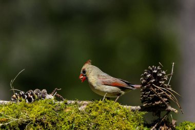Kuzey Kardinali (Cardinalis Cardinalis) bahçede, Kuzey Carolina 'dan doğal bir fotoğraf