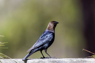Kahverengi başlı inek kuşu (Molothrus ater). Kahverengi başlı inek kuşu zorunlu kuluçka parazitidir; yumurtalarını diğer küçük göçmenlerin yuvalarına bırakır, özellikle de kupa benzeri yuvaları yapanların.