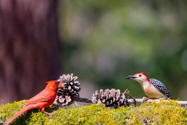 Bahçedeki Kızıl Göbekli Ağaçkakan (Melanerpes carolinus) ve Kuzey Kardinali (Cardinalis cardinalis)