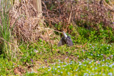 Uçuşta beyaz göğüslü naylon (Sitta carolinensis)