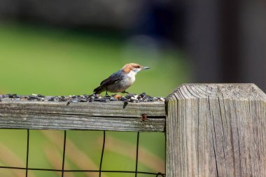 Bahçedeki kahverengi başlı tımarhane (Sitta pusilla). Kahverengi başlı tımarhane, Amerika Birleşik Devletleri 'nin güneydoğusundaki çam ormanlarına özgü ötücü bir kuş türü.