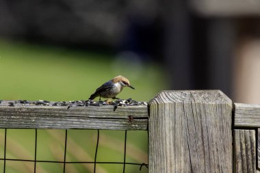 Bahçedeki kahverengi başlı tımarhane (Sitta pusilla). Kahverengi başlı tımarhane, Amerika Birleşik Devletleri 'nin güneydoğusundaki çam ormanlarına özgü ötücü bir kuş türü.