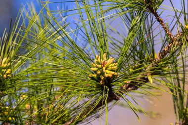 Doğunun çiçekli beyaz çamı