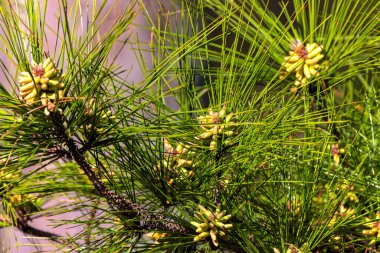 Doğunun çiçekli beyaz çamı