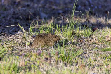 Doğu çayır tarlası faresi (Microtus pennsylvanicus), bazen tarla faresi veya çayır faresi olarak da bilinir.