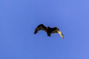 Uçan hindi akbabası (Cathartes aura)