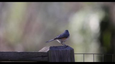 Tufted Titmouse (Baeolophus bicolor) ve kuzey kardinali (kardinalis cardinalis)