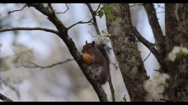 Eastern gray squirrel  (Sciurus niger), eats an apple.
