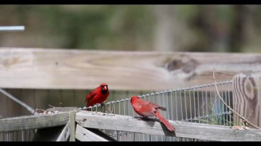 İki erkek Kardinal (Cardinalis Cardinalis) birbirlerini korkutuyorlar.