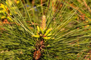 Doğunun çiçekli beyaz çamı