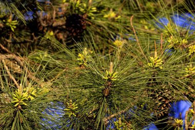 Doğunun çiçekli beyaz çamı