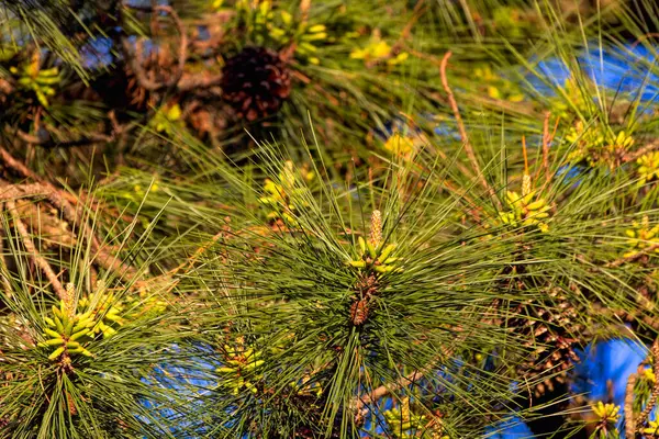 Doğunun çiçekli beyaz çamı