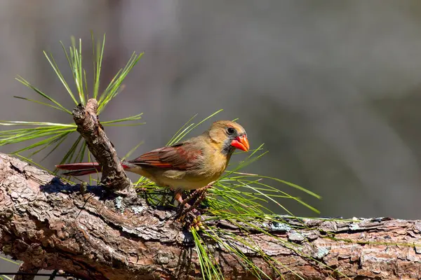 Kuzey Kardinali (Cardinalis cardinalis) erkek.