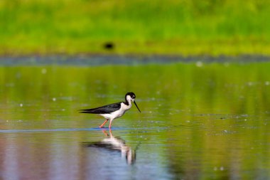 Kara boyunlu Uzunbacak (Himantopus mexicanus) 