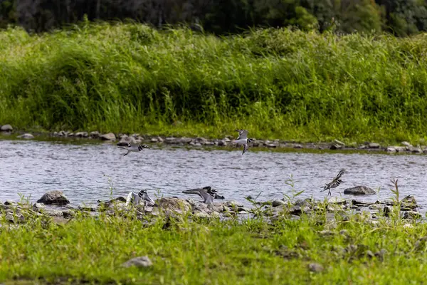 Öldürücü geyik sürüsü (Charadrius vociferus) Amerika 'da bulunan büyük bir avcı türüdür..