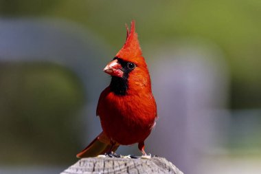 Kuzey Kardinali (Cardinalis cardinalis) erkek.