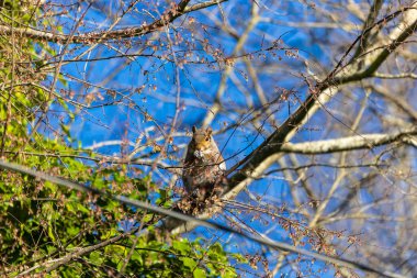 Doğu gri sincap baharda genç ağaç filizlerini, tomurcuklarını ve ağaç çiçeklerini kemirir.