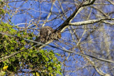 Doğu gri sincap baharda genç ağaç filizlerini, tomurcuklarını ve ağaç çiçeklerini kemirir.