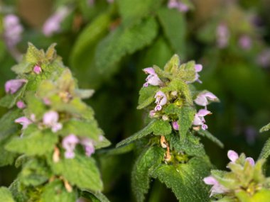 Mor ölü ısırgan otu (Lamium purpureum), kırmızı ölü ısırgan otu veya mor başmelek olarak bilinir. Avrasya 'ya özgüdür ama Kuzey Amerika' da da görülebilir..