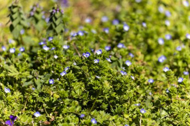 Slender Speedwell (Veronica filiforis). Beyaz merkezli, yuvarlak yapraklı, küçük, parlak mavi çiçekleri ile tanınır.