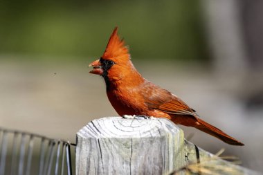 Kuzey Kardinali (Cardinalis cardinalis) erkek.