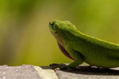Yeşil Anole (Anolis carolinensis), Carolina Anole, Carolina Green Anole, vb. Amerika Birleşik Devletleri ve bazen de Amerikan bukalemunu olarak anılır..