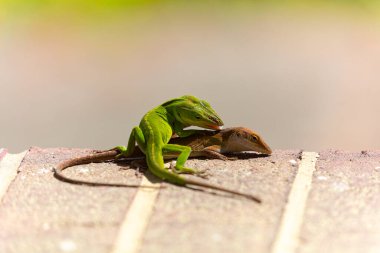 Çiftleşme sırasında yeşil anole (Anolis carolinensis), Carolina anole, Carolina green anole, vs. olarak bilinir. Amerika Birleşik Devletleri ve bazen de Amerikan bukalemunu olarak anılır..