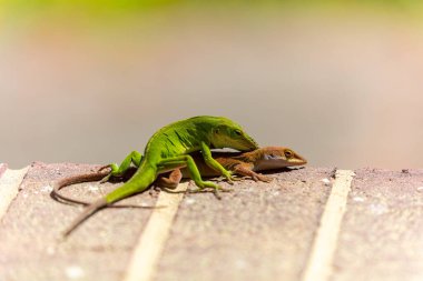 Çiftleşme sırasında yeşil anole (Anolis carolinensis), Carolina anole, Carolina green anole, vs. olarak bilinir. Amerika Birleşik Devletleri ve bazen de Amerikan bukalemunu olarak anılır..