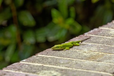 Yeşil Anole (Anolis carolinensis), Carolina Anole, Carolina Green Anole, vb. Amerika Birleşik Devletleri ve bazen de Amerikan bukalemunu olarak anılır..
