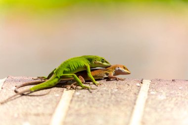 Çiftleşme sırasında yeşil anole (Anolis carolinensis), Carolina anole, Carolina green anole, vs. olarak bilinir. Amerika Birleşik Devletleri ve bazen de Amerikan bukalemunu olarak anılır..