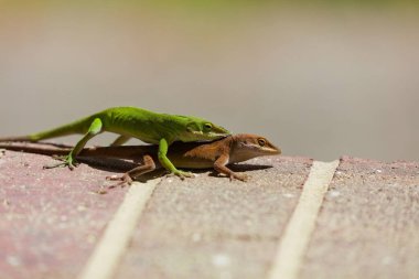 Çiftleşme sırasında yeşil anole (Anolis carolinensis), Carolina anole, Carolina green anole, vs. olarak bilinir. Amerika Birleşik Devletleri ve bazen de Amerikan bukalemunu olarak anılır..