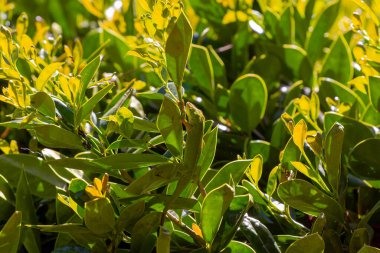 Yeşil Anole (Anolis carolinensis), Carolina Anole, Carolina Green Anole, vb. Amerika Birleşik Devletleri ve bazen de Amerikan bukalemunu olarak anılır..