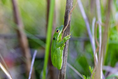 Amerika Birleşik Devletleri 'nin orta ve güneydoğusunda bulunan Amerikan yeşil ağaç kurbağası (Dryophytes cinereus veya Hyla cinerea), kalıcı su kaynaklarıyla açık tepe örtüsü ormanlarında yaşar. 