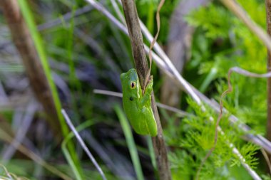 Amerika Birleşik Devletleri 'nin orta ve güneydoğusunda bulunan Amerikan yeşil ağaç kurbağası (Dryophytes cinereus veya Hyla cinerea), kalıcı su kaynaklarıyla açık tepe örtüsü ormanlarında yaşar. 