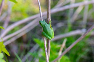 Amerika Birleşik Devletleri 'nin orta ve güneydoğusunda bulunan Amerikan yeşil ağaç kurbağası (Dryophytes cinereus veya Hyla cinerea), kalıcı su kaynaklarıyla açık tepe örtüsü ormanlarında yaşar. 