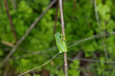 Amerika Birleşik Devletleri 'nin orta ve güneydoğusunda bulunan Amerikan yeşil ağaç kurbağası (Dryophytes cinereus veya Hyla cinerea), kalıcı su kaynaklarıyla açık tepe örtüsü ormanlarında yaşar. 