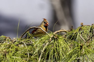 Kuzey Kardinali (Cardinalis cardinalis) erkek.