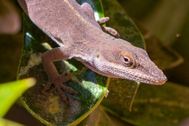 Yeşil Anole (Anolis carolinensis), Carolina Anole, Carolina Green Anole, vb. Amerika Birleşik Devletleri ve bazen de Amerikan bukalemunu olarak anılır..