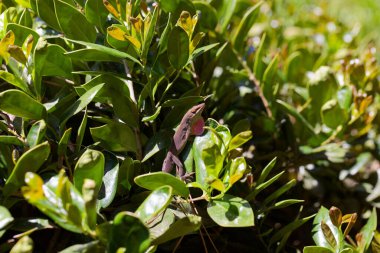 Yeşil Anole (Anolis carolinensis), Carolina Anole, Carolina Green Anole, vb. Amerika Birleşik Devletleri ve bazen de Amerikan bukalemunu olarak anılır..