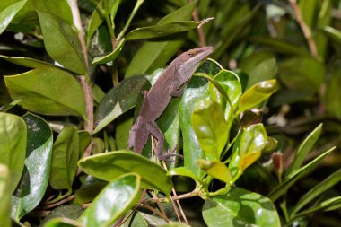Yeşil Anole (Anolis carolinensis), Carolina Anole, Carolina Green Anole, vb. Amerika Birleşik Devletleri ve bazen de Amerikan bukalemunu olarak anılır..