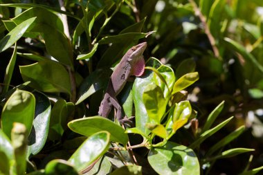 Yeşil Anole (Anolis carolinensis), Carolina Anole, Carolina Green Anole, vb. Amerika Birleşik Devletleri ve bazen de Amerikan bukalemunu olarak anılır..