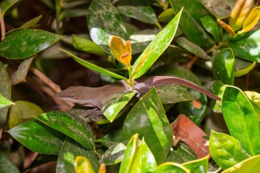 Yeşil Anole (Anolis carolinensis), Carolina Anole, Carolina Green Anole, vb. Amerika Birleşik Devletleri ve bazen de Amerikan bukalemunu olarak anılır..