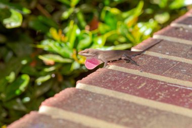 Yeşil Anole (Anolis carolinensis), Carolina Anole, Carolina Green Anole, vb. Amerika Birleşik Devletleri ve bazen de Amerikan bukalemunu olarak anılır..