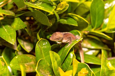 Yeşil Anole (Anolis carolinensis), Carolina Anole, Carolina Green Anole, vb. Amerika Birleşik Devletleri ve bazen de Amerikan bukalemunu olarak anılır..